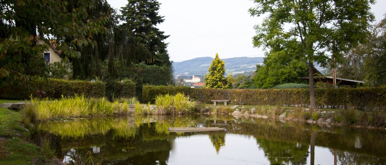 Bild enthält, Nature, Outdoors, Pond, Water, Plant, Tree, Fir, Land