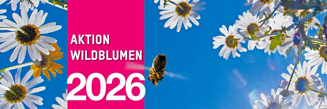 Ein Werbeplakat für Aktion Wildblumen 2026, das eine Biene im Flug zwischen Gänseblümchen zeigt, vor blauem Himmel.