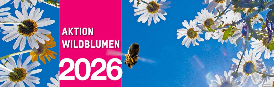 Ein Werbeplakat für Aktion Wildblumen 2026, das eine Biene im Flug zwischen Gänseblümchen zeigt, vor blauem Himmel.