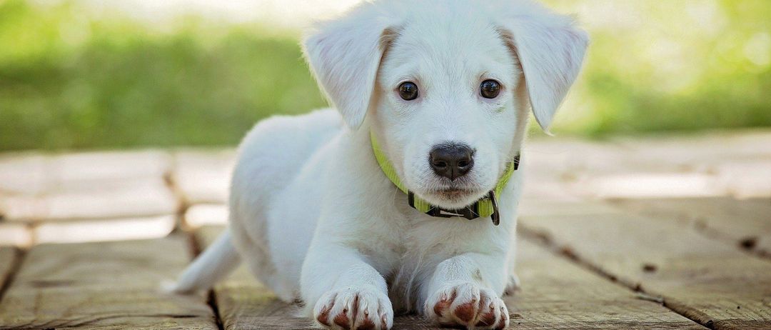 Ein weißer Welpe mit braunen Augen und einem grünen Halsband liegt auf einer Holzterrasse in einem sonnigen Außenbereich.