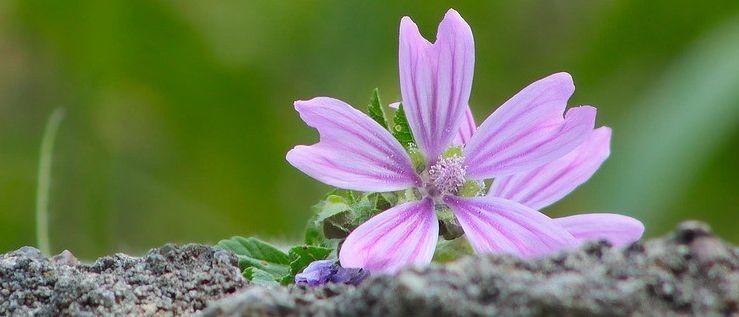 Eine Nahaufnahme einer violetten Blume mit gestreiften Blütenblättern, die auf einem Felsen wächst, mit einem unscharfen grünen Hintergrund.