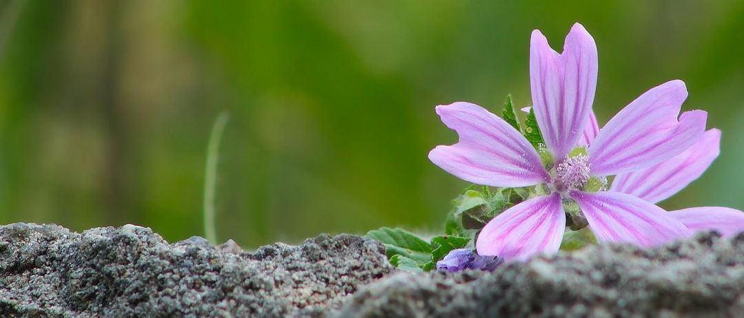 Eine Nahaufnahme einer rosa Blume mit unscharfem grünem Hintergrund. Die Blume hat ein Zentrum mit einer kleinen, runden, lila Knospe. Die Blütenblätter sind ausgebreitet und leicht gewellt. Um die Blume herum befinden sich kleine, grüne Blätter. Der Hintergrund ist unscharf und scheint ein grasiges Feld zu sein.