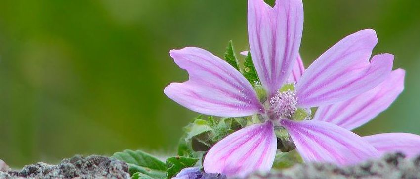Eine Nahaufnahme einer zarten rosa Blume mit einem unscharfen grünen Hintergrund. Die Blume steht auf einer felsigen Oberfläche.