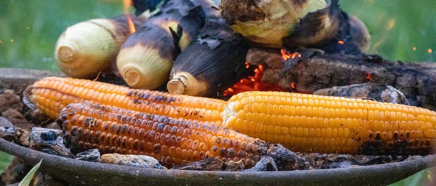 Mehrere verkohlte Maiskolben liegen auf einer Steinplatte in der Nähe eines Feuers. Der Mais hat schwarze Flecken und einige Hüllblätterreste. Das Feuer brennt im Hintergrund.
