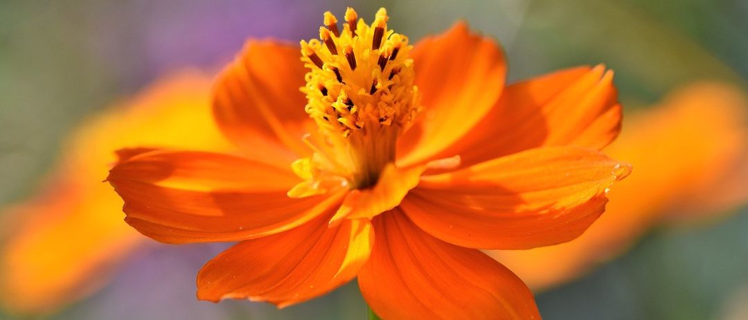 Eine leuchtend orange Blume mit spitzen Blütenblättern, mit einem gelben Zentrum und komplizierten Details, umgeben von einem unscharfen grünen Hintergrund.