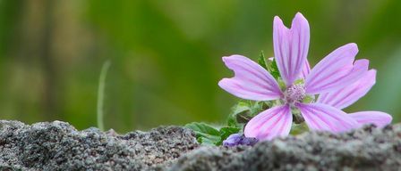 A close-up of a purple flower with visible petals and leaves growing on a rocky surface.
