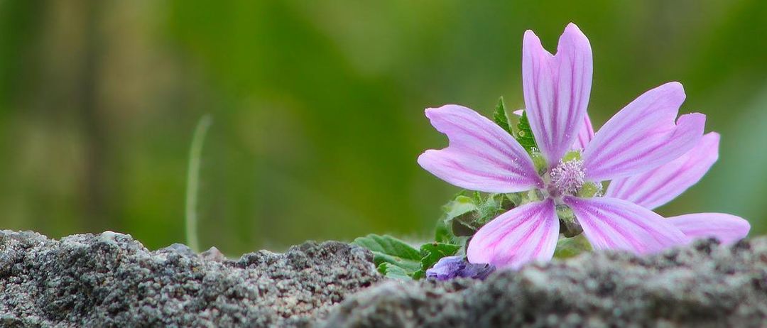Eine Nahaufnahme einer violetten Blume mit sichtbaren Blütenblättern und Blättern, die auf einer felsigen Oberfläche wächst.