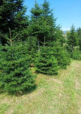 A row of pine trees with lush green leaves is planted in a grassy field under a clear blue sky.