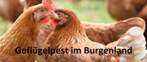 chicken-4119377_1920