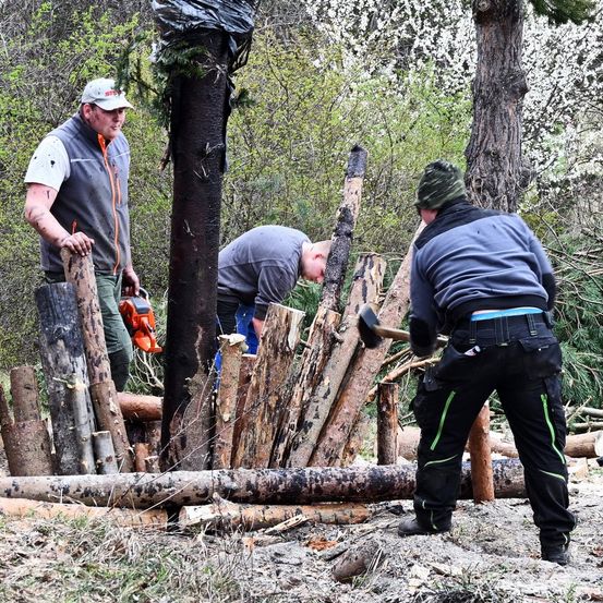 Drei Männer arbeiten in einem Wald und schneiden und spalten Holz mit Kettensägen und Hämmern. Ein Mann hält eine Kettensäge, während ein anderer einen Hammer benutzt, um Holz zu spalten.
