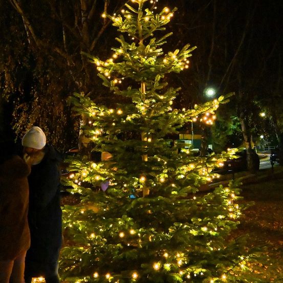 Ein geschmückter Weihnachtsbaum ist nachts beleuchtet. Eine Person steht daneben. Der Baum ist von anderen Bäumen und Straßenlaternen umgeben.