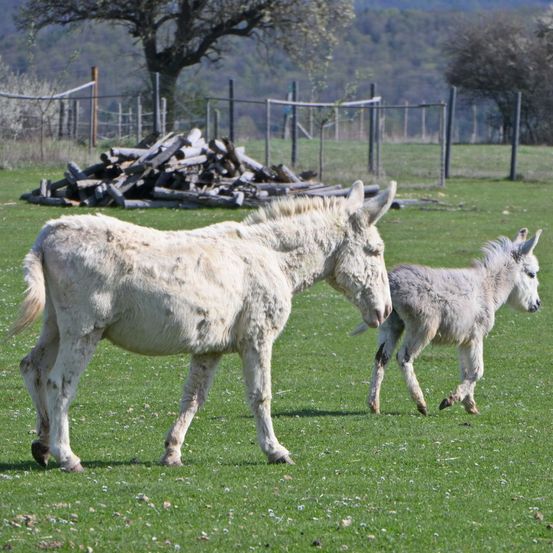 Zwei Esel, einer ausgewachsen und einer jung, gehen auf einem Grasfeld in der Nähe eines Holzzauns und eines Holzstapels.