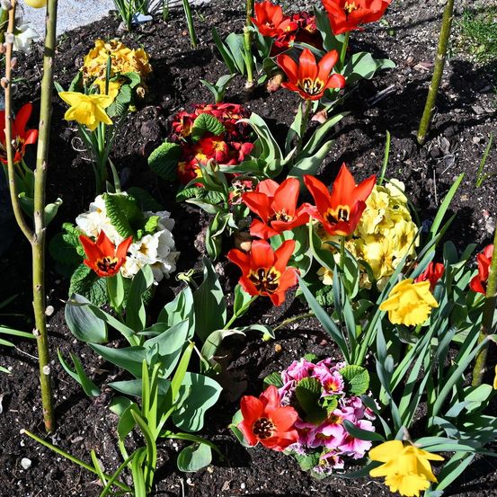 Ein Beet mit blühenden Blumen in Rot, Gelb und Weiß, einschließlich Tulpen, Narzissen und anderer Frühlingsblumen. Der Boden ist mit Erde und einigen grünen Blättern bedeckt.