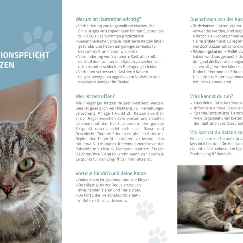 Das Bild liefert Informationen zur Kastration von Katzen. Es beinhaltet Vorteile, gesetzliche Verpflichtungen und wann kastriert werden sollte. Es werden gesundheitliche Vorteile, reduziertes Umherstreifen und Verhaltensverbesserungen erwähnt. Der Text erklärt auch, dass alle Katzen kastriert werden sollten, typischerweise zwischen dem vierten und neunten Lebensmonat.