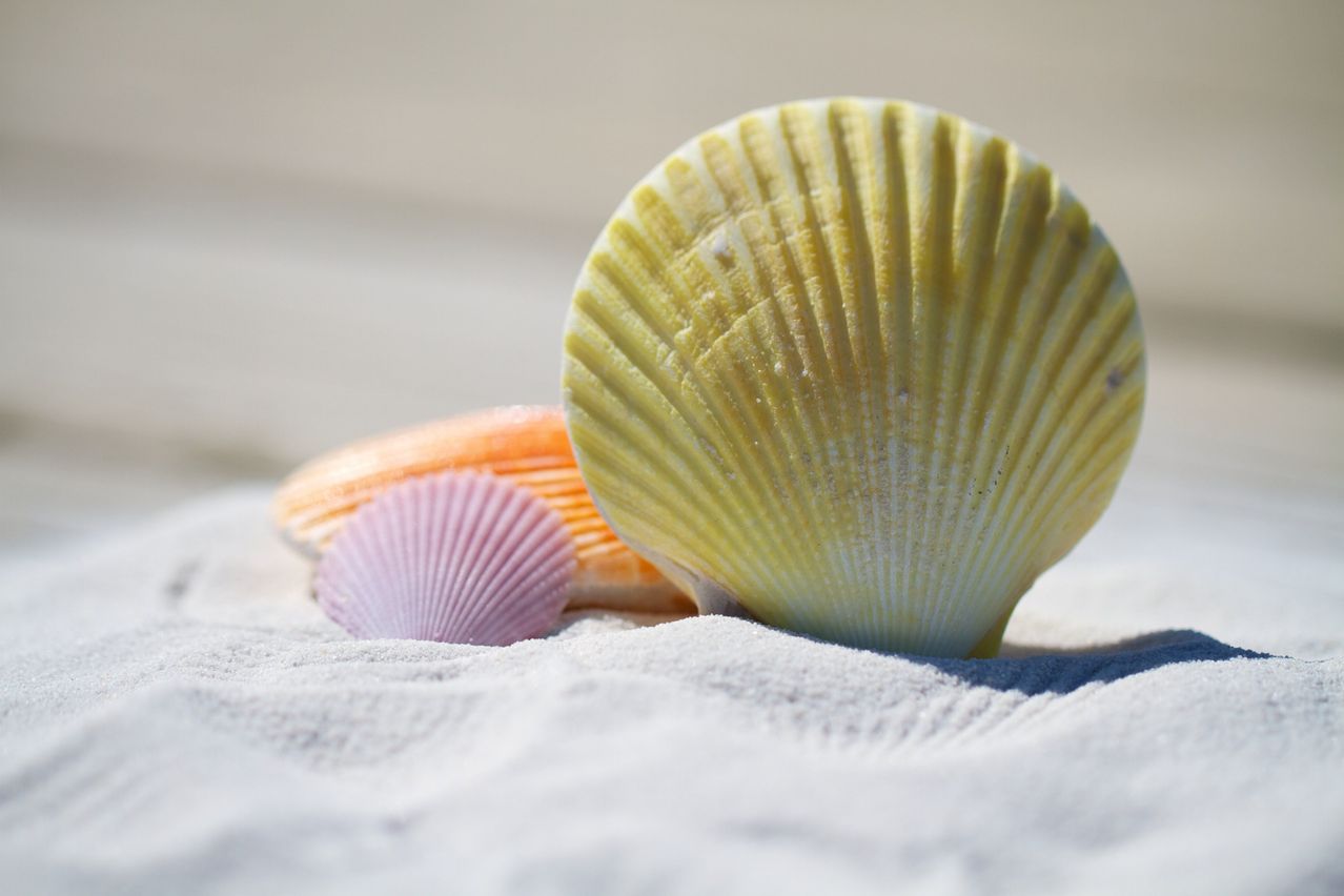 Drei Muscheln liegen auf einem sandigen Strand. Eine ist gelb, eine orange und eine pink. Die gelbe Muschel ist die größte und auffälligste.