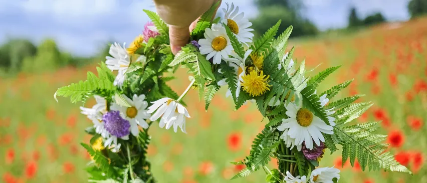 Eine Hand hält einen Kranz aus Gänseblümchen und Blättern in einem Mohnblumenfeld. Der Kranz besteht aus weißen und gelben Blumen.