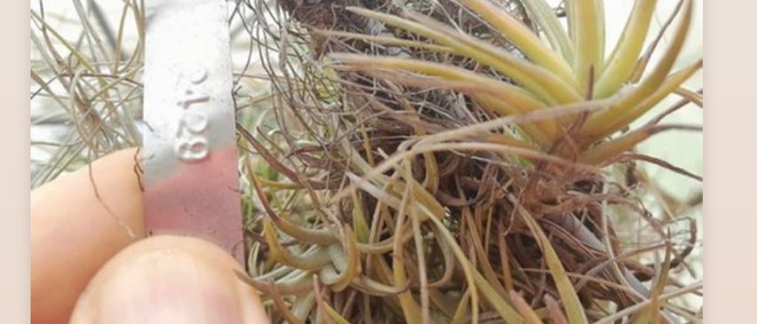 Bild enthält, Plant, Potted Plant, Soil, Jar, Root, Moss, Herbal, Aloe, Finger