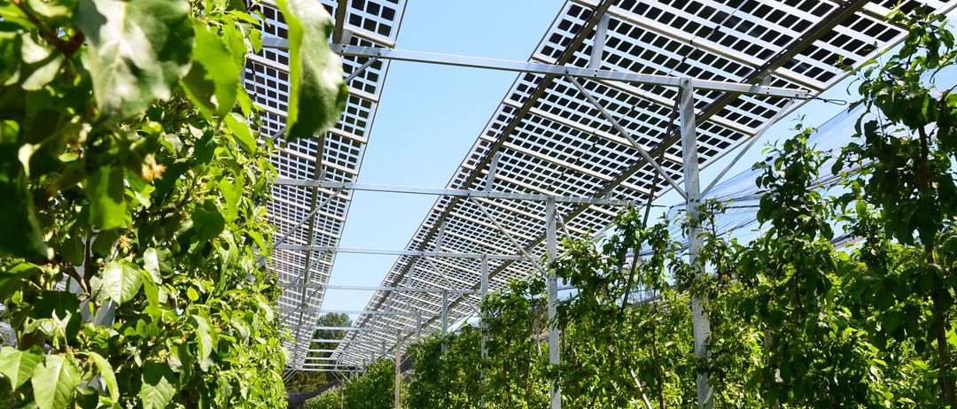Bild enthält, Garden, Nature, Outdoors, Porch, Gardening, Countryside, Arbour, Herbal, Person, Agriculture