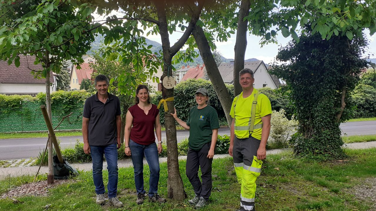 Vier Personen stehen unter einem Baum mit einem gelben Band. Zwei Männer tragen schwarze Hemden, während die anderen zwei grüne und bordeauxfarbene Hemden tragen. Der Baum hat eine Plakette auf seinem Stamm.