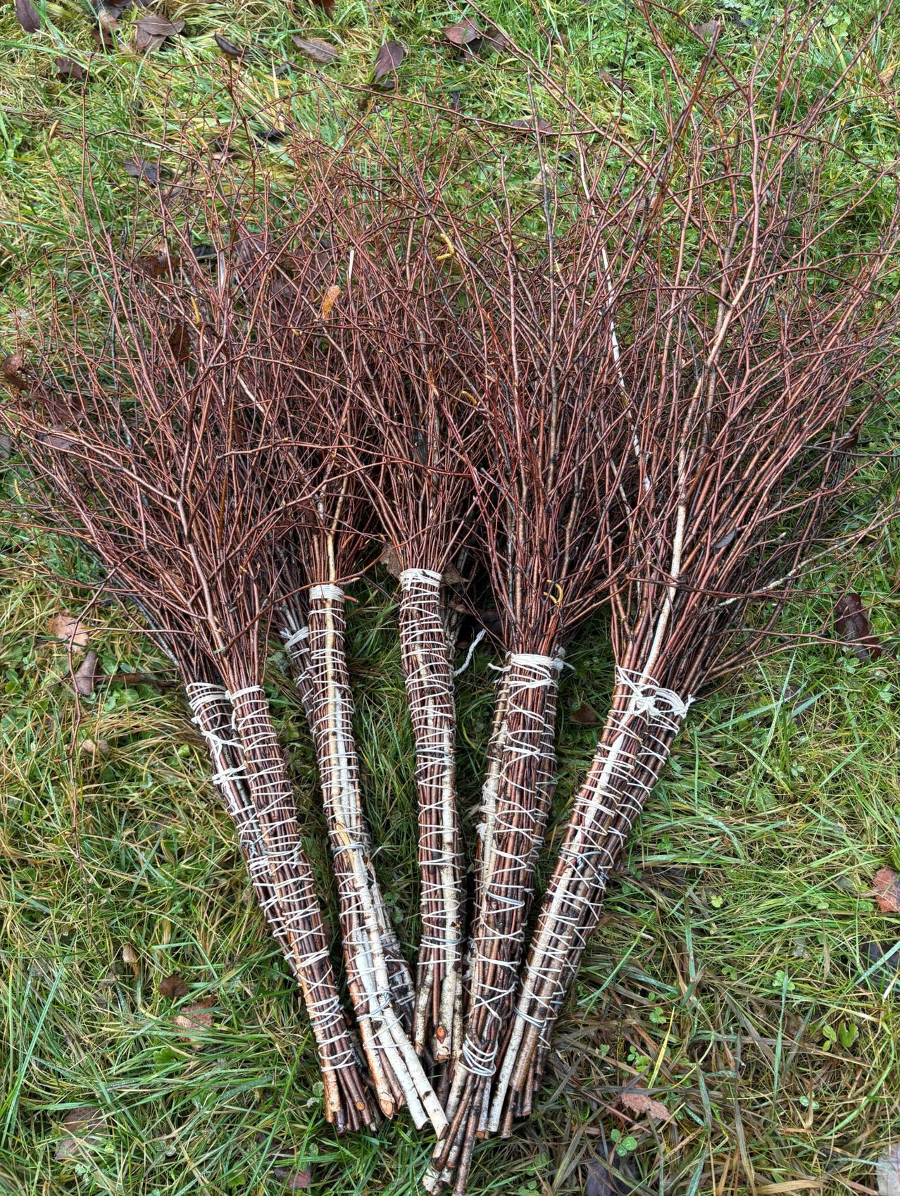 Einige gebündelte Zweige mit rotbrauner Rinde liegen auf einem Grasfeld. Jeder Bund ist mit weißem Garn gebunden.
