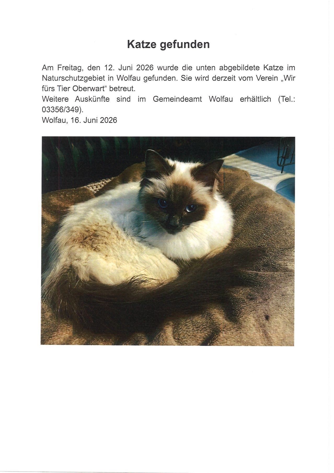 Das Bild zeigt eine Katze, die auf einer braunen Decke liegt, mit eingerolltem Schwanz. Die Katze ist eine Siamkatze, mit weißem und braunem Fell und blauen Augen.