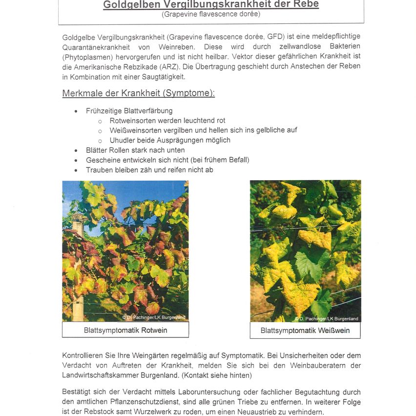 Goldgelbe Vergilbungskrankheit (Grapevine flavescence dorée, GFD) ist eine meldepflichtige Quarantänekrankheit von Weinreben. Sie wird durch zellwandlose Bakterien (Phytoplasmen) hervorgerufen und ist nicht heilbar. Vektor dieser gefährlichen Krankheit ist die Amerikanische Rebizkade (ARZ). Die Übertragung geschieht durch Anstechen der Reben in Kombination mit einer Saugtätigkeit.