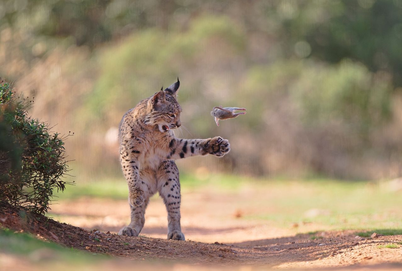 Ein Luchs springt auf einem Erdweg und greift nach einem kleinen Vogel in der Luft. Der Hintergrund ist unscharf und zeigt eine grünliche Landschaft.