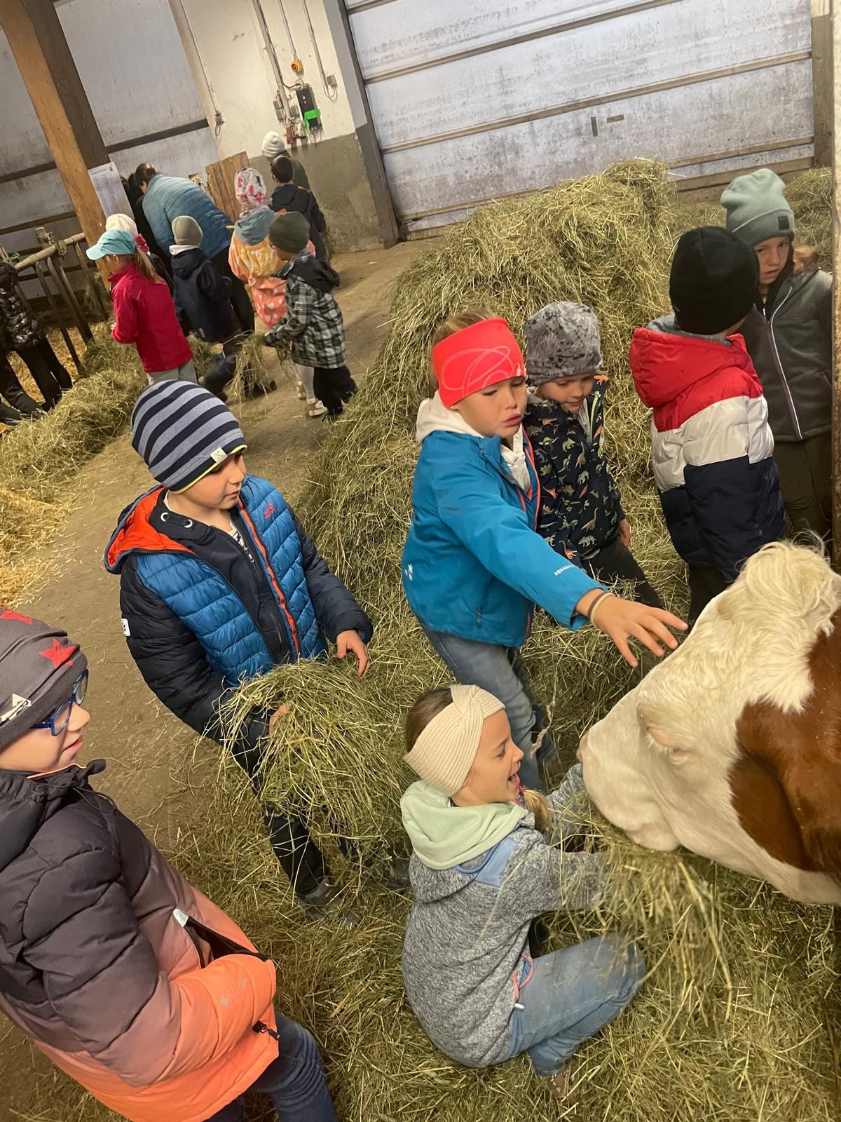 Eine Gruppe von Kindern in Winterkleidung befindet sich in einer Scheune mit Heu, ein Kind füttert eine Kuh, während andere zusehen.