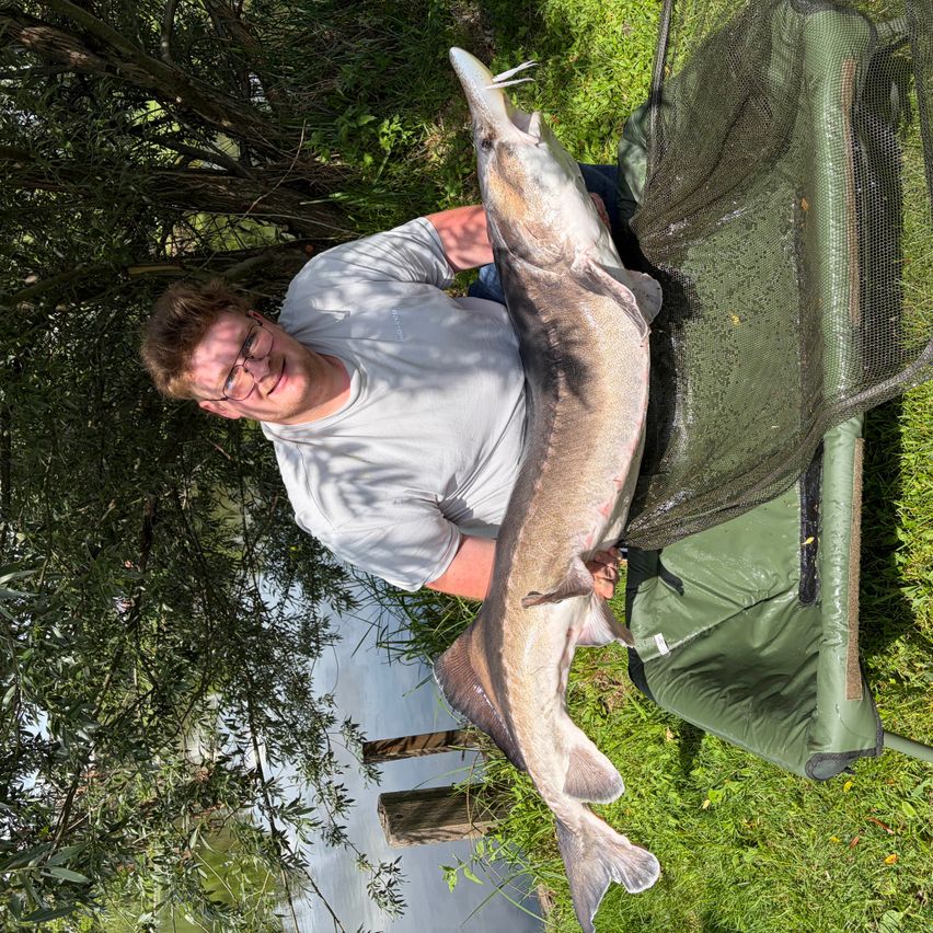 A man in a white shirt holds a large fish in his hands, posing near a river and under a tree.