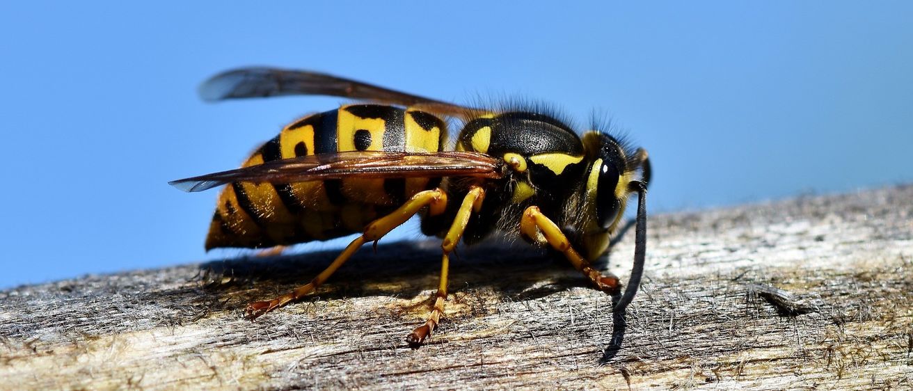Bild enthält, Animal, Bee, Insect, Invertebrate, Wasp, Honey Bee