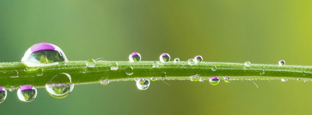 Eine Nahaufnahme eines grünen Pflanzenstiels mit zahlreichen Tautropfen, einige mit violetten Schattierungen, vor einem unscharfen grünen Hintergrund.