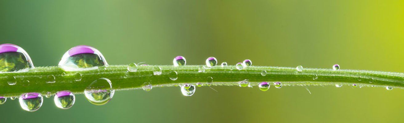 Eine Nahaufnahme eines grünen Pflanzenstiels mit zahlreichen Tautropfen, einige mit violetten Schattierungen, vor einem unscharfen grünen Hintergrund.