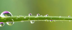 Eine Nahaufnahme eines grünen Pflanzenstiels mit zahlreichen Tautropfen, einige mit violetten Schattierungen, vor einem unscharfen grünen Hintergrund.