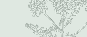 Illustration einer Pflanze mit kleinen weißen Blüten und grünen Blättern auf weißem Hintergrund.