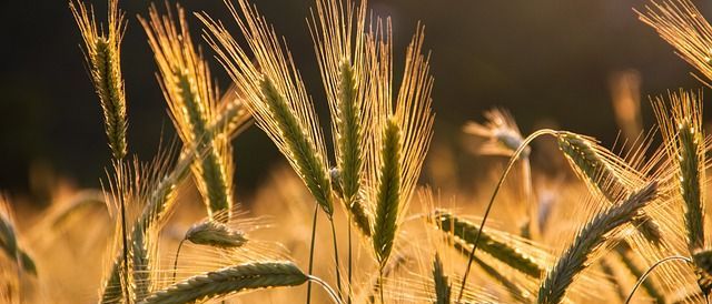Bild enthält, Agriculture, Field, Nature, Outdoors, Plant, Vegetation, Food, Grain, Produce, Wheat
