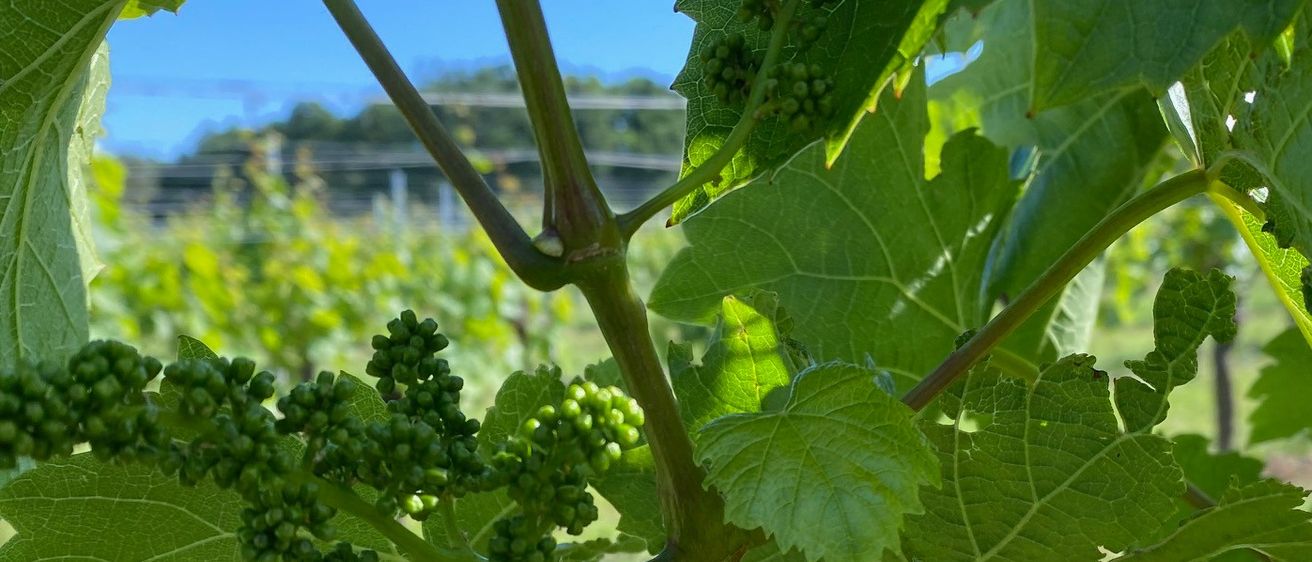 Eine Nahaufnahme eines Weinbergs mit grünen Trauben, die an der Rebe hängen, umgeben von üppigem grünen Laub unter einem klaren blauen Himmel.