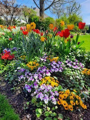 Ein farbenfrohes Gartenbeet, gefüllt mit einer Mischung aus bunten Tulpen, Narzissen und anderen Blumen an einem sonnigen Tag. Die Blumen umfassen rote, gelbe, orange und lila Tulpen, zusammen mit gelben Narzissen und violetten Veilchen.