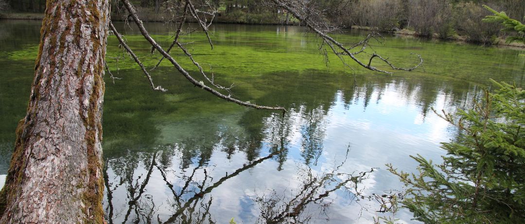 Ein ruhiger See mit grünem Wasser, das Bäume und Himmel widerspiegelt. Bäume und Sträucher umgeben den Wasserrand.