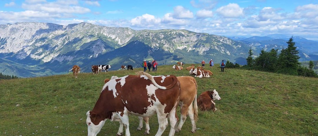 Eine Herde Kühe grast auf einer grasigen Anhöhe mit einer Gruppe von Wanderern im Hintergrund, unter einem teilweise bewölkten Himmel. Berge sind in der Ferne sichtbar.