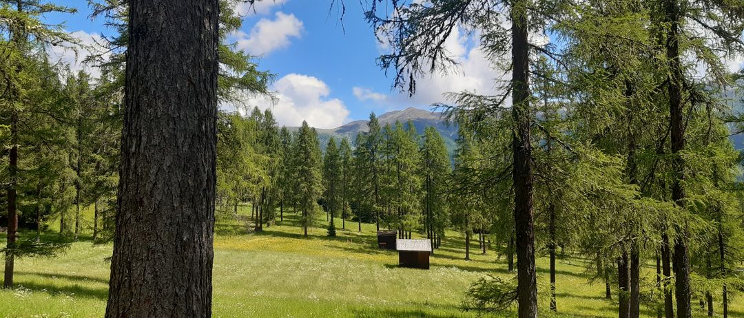 Eine friedliche Landschaft mit hohen Bäumen und einem Grasfeld. Zwei kleine Holzhütten stehen mitten auf dem Feld. Berge mit blauem Himmel und verstreuten Wolken im Hintergrund.