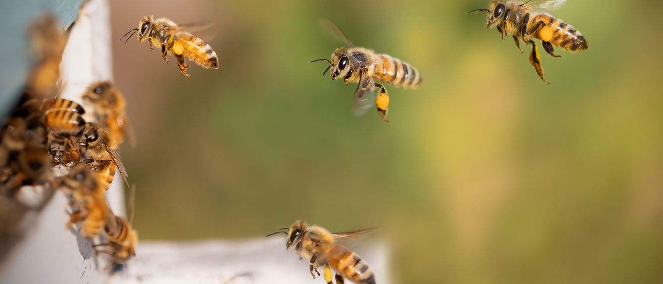 Mehrere Bienen sind in der Luft, einige mit Pollen an den Beinen. Der Hintergrund ist eine verschwommene grüne und gelbe Landschaft.