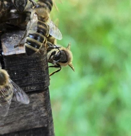 Eine Nahaufnahme von mehreren Bienen, die auf einer Holzstruktur sitzen, mit einem unscharfen grünen Hintergrund.