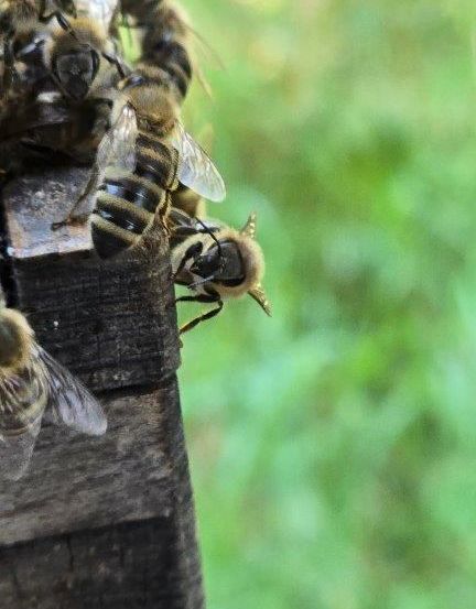Eine Nahaufnahme von mehreren Bienen, die auf einer Holzstruktur sitzen, mit einem unscharfen grünen Hintergrund.