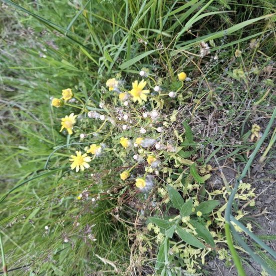 Eine Nahaufnahme eines Flecks gelber und weißer Blumen auf grünem Gras mit einigen trockenen Blättern und kleinen Knospen.