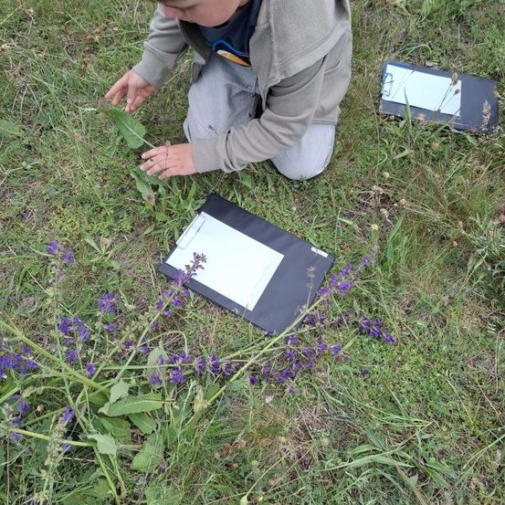 Ein Kind kniet auf Gras, hält ein Blatt und hat zwei Klemmbretter in der Nähe mit lila Blumen im Hintergrund.