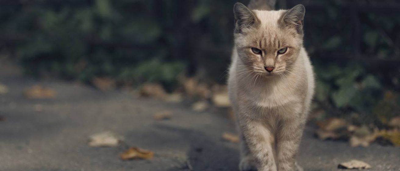Animal, Cat, Kitten, Mammal, Pet, Manx