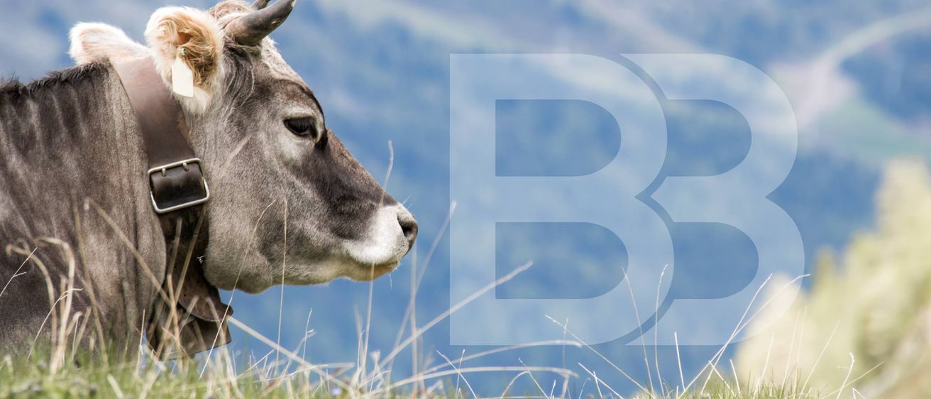 Bild enthält, Animal, Cattle, Cow, Livestock, Mammal, Field, Outdoors, Dairy Cow