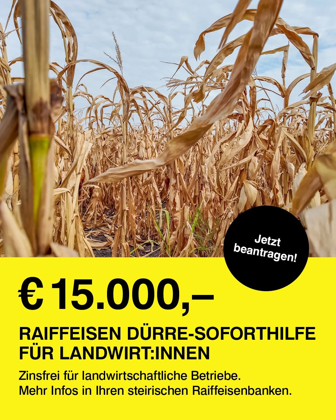 Eine Werbung für Raiffeisen Dürre-Soforthilfe für Landwirte, die ein Feld mit getrocknetem Mais und einen Handlungsaufruf auf Deutsch zeigt.