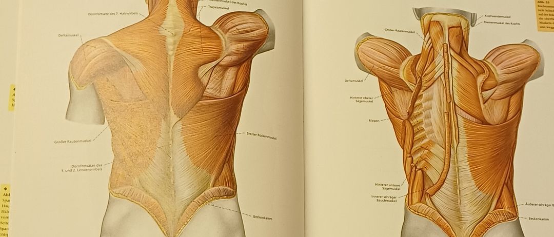 Ein offenes Anatomiebuch zeigt detaillierte Illustrationen der Rückenmuskulatur mit Beschriftungen und einem blauen Buchdeckel im Hintergrund.