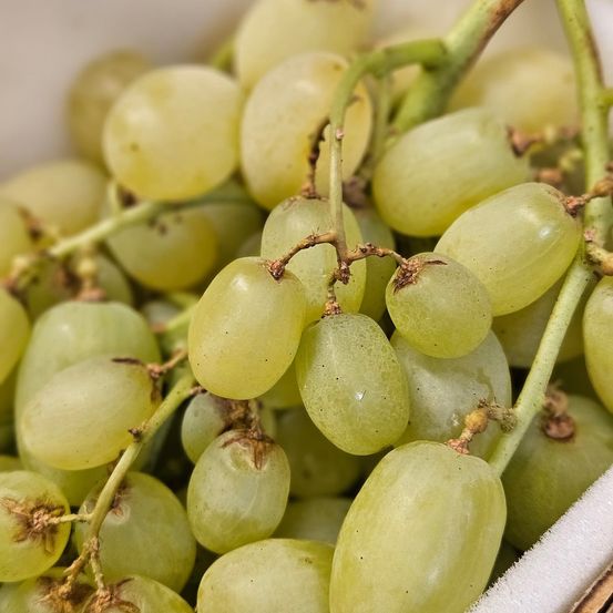 Eine Nahaufnahme eines Korbes, gefüllt mit grünen Trauben an Stielen. Die Trauben sind leicht oval und haben eine glatte, glänzende Schale. Sie sehen frisch und saftig aus, möglicherweise kürzlich geerntet.